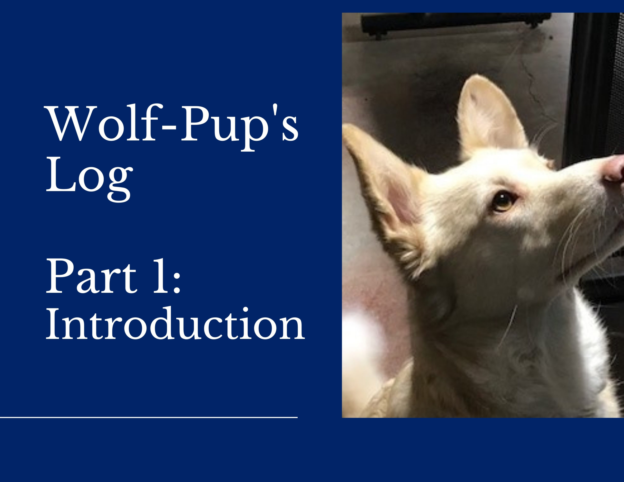 Wolf’s Introduction